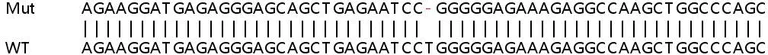 Sanger Sequencing - Human TRIM21 (SS-A) knockout A549 cell line (AB267024)