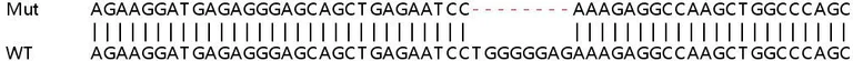 Sanger Sequencing - Human TRIM21 (SS-A) knockout A549 cell line (AB267024)