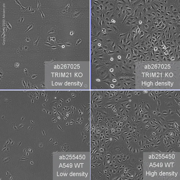 Cell Culture - Human TRIM21 (SS-A) knockout A549 cell line (AB267025)