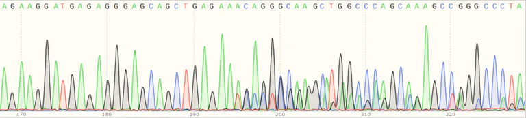 Sanger Sequencing - Human TRIM21 (SS-A) knockout A549 cell line (AB267025)