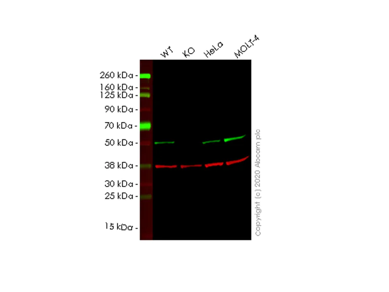 Western blot - Human TRIM21 (SS-A) knockout A549 cell line (AB267025)