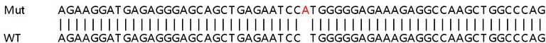 Sanger Sequencing - Human TRIM21 (SS-A) knockout A549 cell lysate (AB257766)