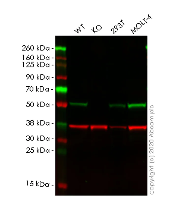 Western blot - Human TRIM21 (SS-A) knockout A549 cell lysate (AB257766)