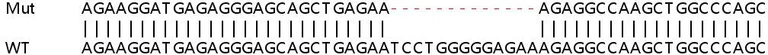 Sanger Sequencing - Human TRIM21 (SS-A) knockout A549 cell lysate (AB257767)