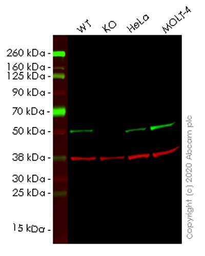 Human TRIM21 (SS-A) knockout A549 cell lysate