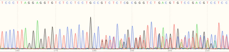 Sanger Sequencing - Human TRIM22 knockout A549 cell line (AB266996)