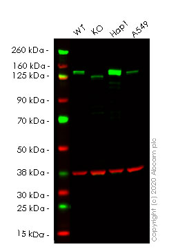Western blot - Human TRIM24 knockout HeLa cell lysate (AB258246), expandable thumbnail