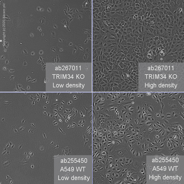 Human TRIM34 (RNF21/IFP1) knockout A549 cell line