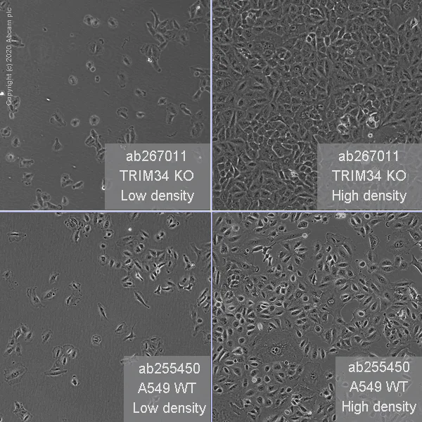 Cell Culture - Human TRIM34 (RNF21/IFP1) knockout A549 cell line (AB267011)