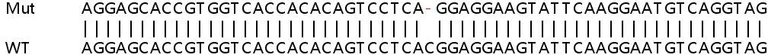 Sanger Sequencing - Human TRIM34 (RNF21/IFP1) knockout A549 cell line (AB267011)