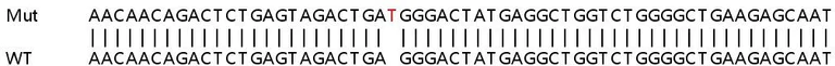 Sanger Sequencing - Human TRIM38 knockout A549 cell line (AB267155)