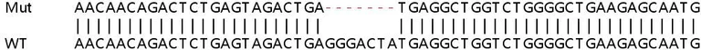 Sanger Sequencing - Human TRIM38 knockout A549 cell line (AB267155)