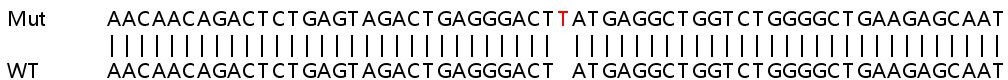 Sanger Sequencing - Human TRIM38 knockout A549 cell lysate (AB259207), expandable thumbnail
