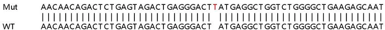 Sanger Sequencing - Human TRIM38 knockout A549 cell lysate (AB259207)