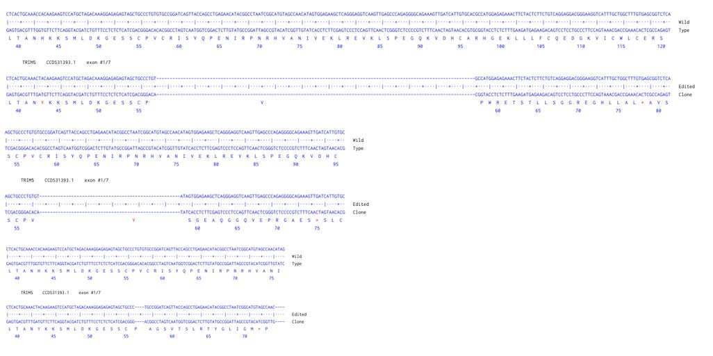 Sanger Sequencing - Human TRIM5 Knockout A549 cell line (AB324220), expandable thumbnail