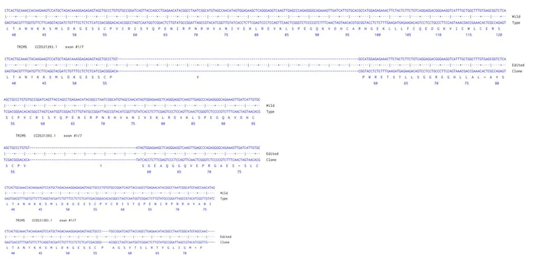 Sanger Sequencing - Human TRIM5 Knockout A549 cell line (AB324220)
