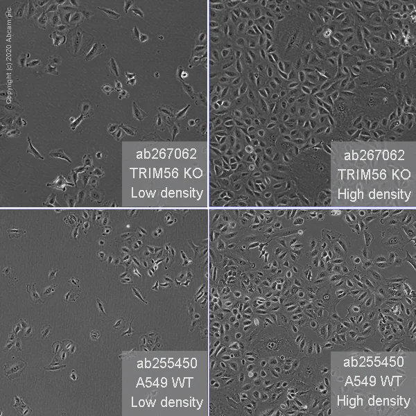 Cell Culture - Human TRIM56 knockout A549 cell line (AB267062)