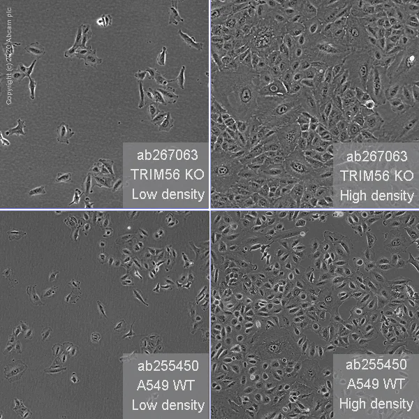 Cell Culture - Human TRIM56 knockout A549 cell line (AB267063)