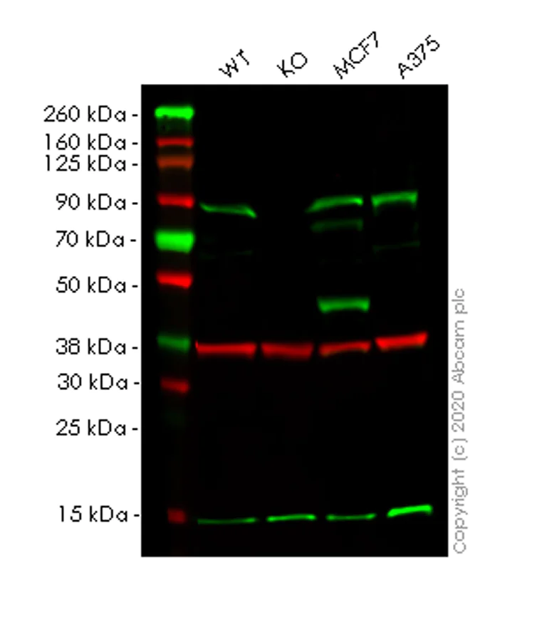 Western blot - Human TRIM56 knockout A549 cell lysate (AB258249)