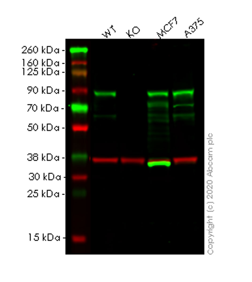 Human TRIM56 knockout A549 cell lysate