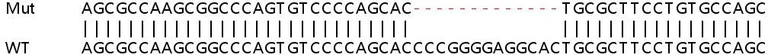Sanger Sequencing - Human TRIM56 knockout A549 cell lysate (AB258250)