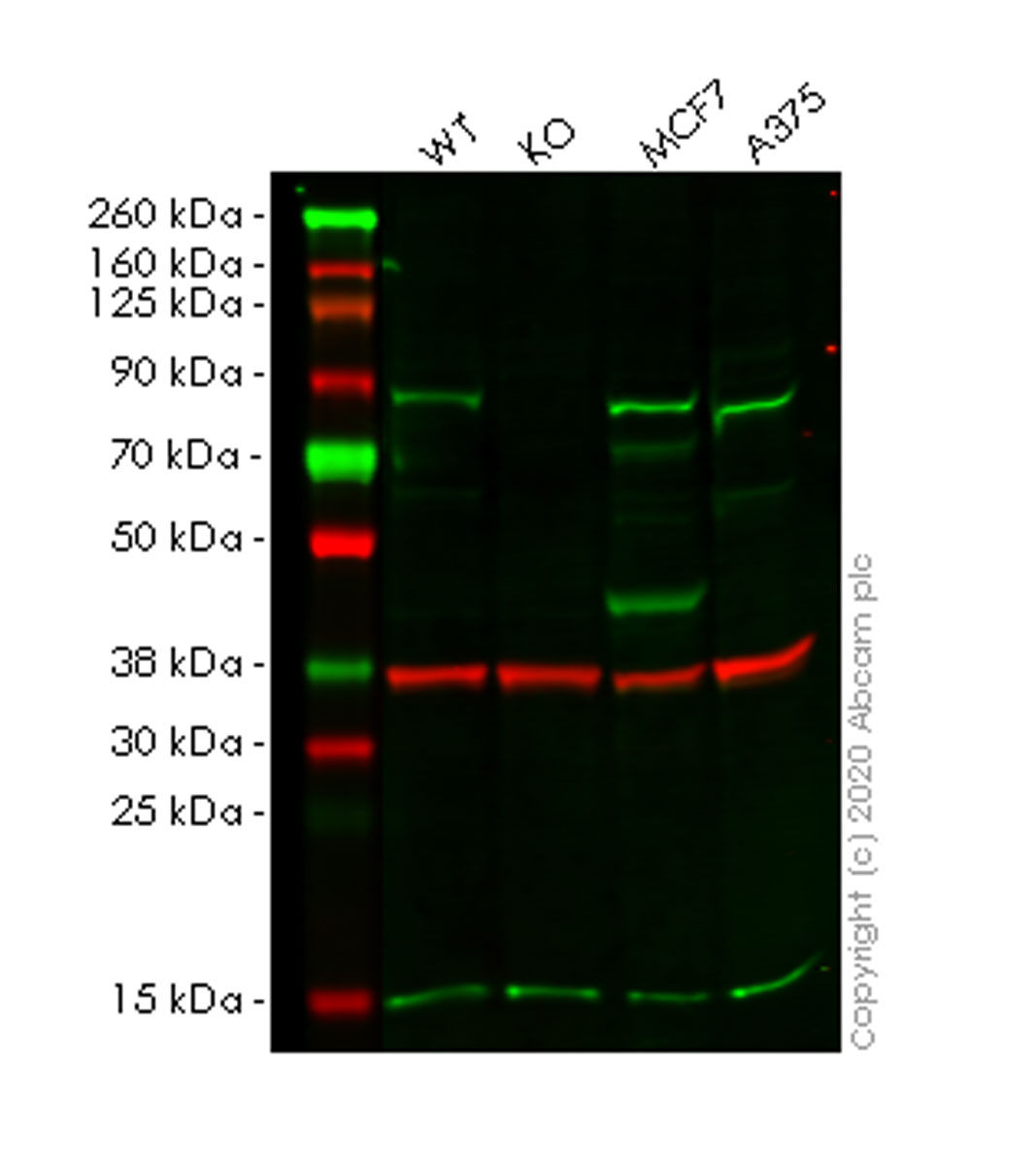 Western blot - Human TRIM56 knockout A549 cell lysate (AB258250)