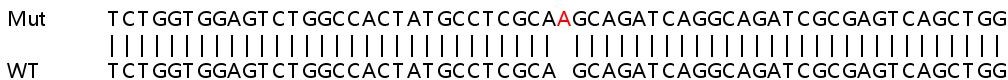 Sanger Sequencing - Human TRIO knockout HEK-293T cell lysate (AB259210)