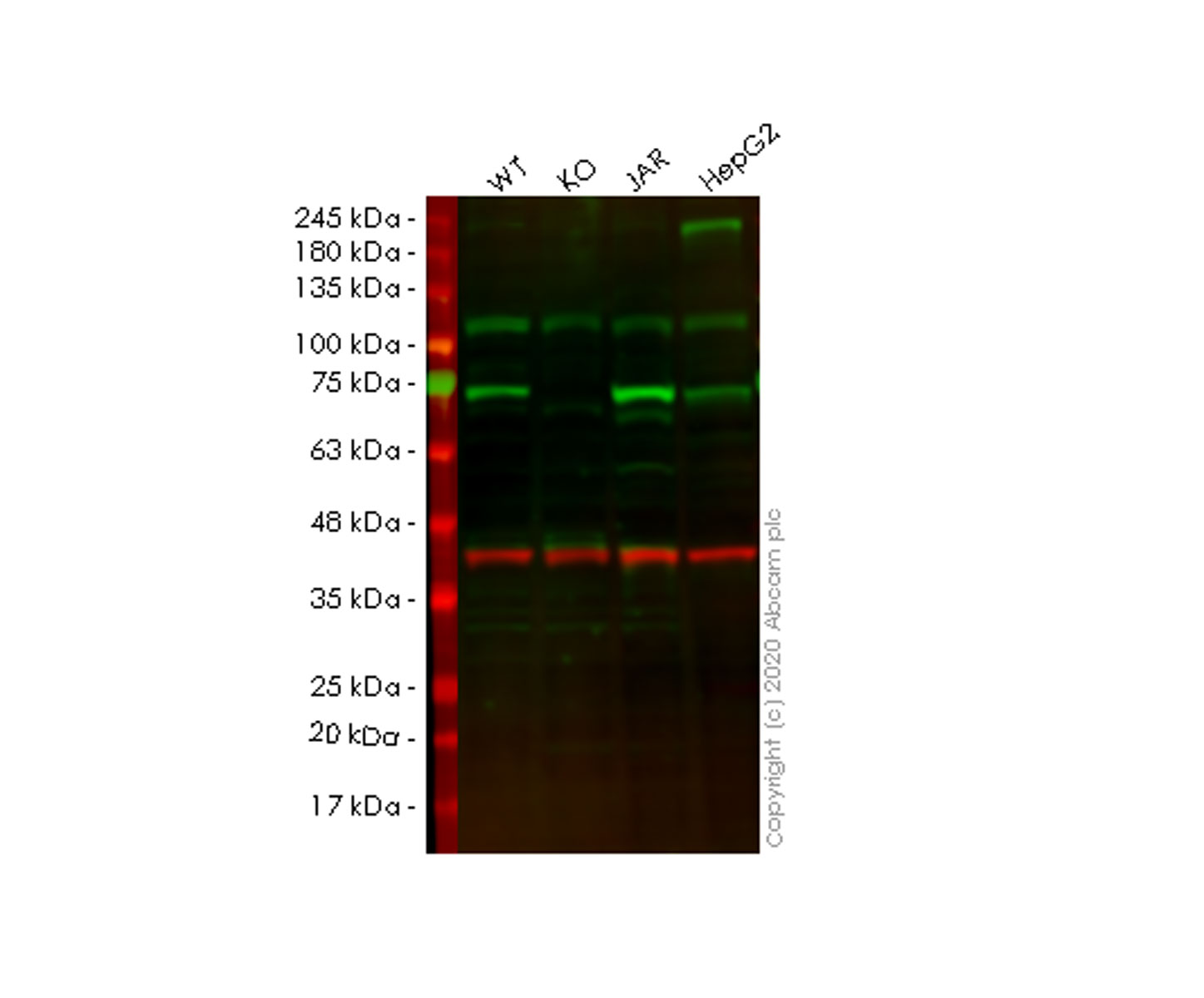 Western blot - Human TRIP10 (Cip4) knockout HEK-293T cell line (AB266428)
