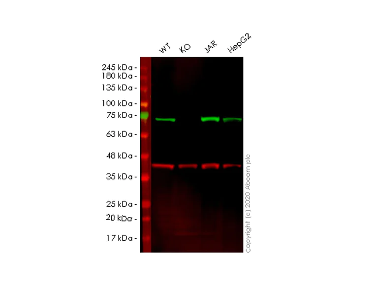 Western blot - Human TRIP10 (Cip4) knockout HEK-293T cell line (AB266428)