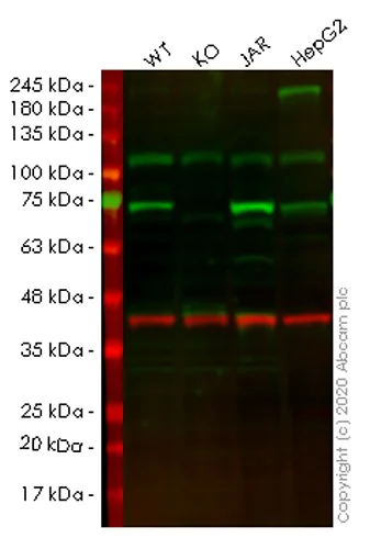 Western blot - Human TRIP10 (Cip4) knockout HEK-293T cell lysate (AB258251)
