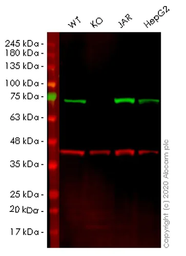 Western blot - Human TRIP10 (Cip4) knockout HEK-293T cell lysate (AB258251)
