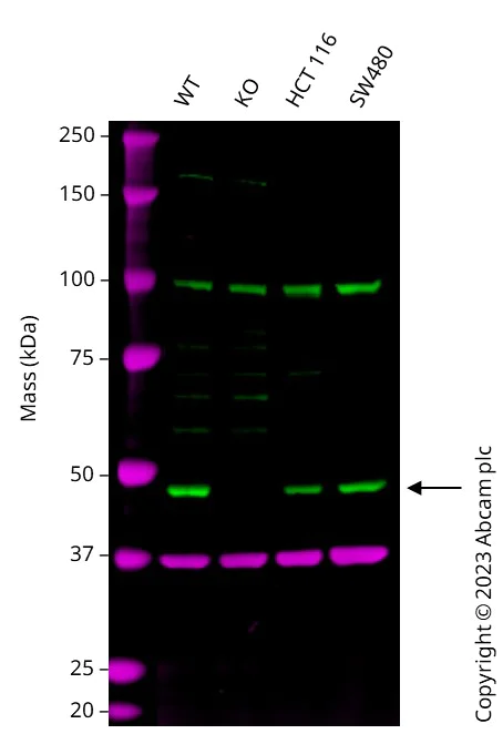 Western blot - Human TRIP13 (PCH2) knockout HEK-293T cell lysate (AB258736)
