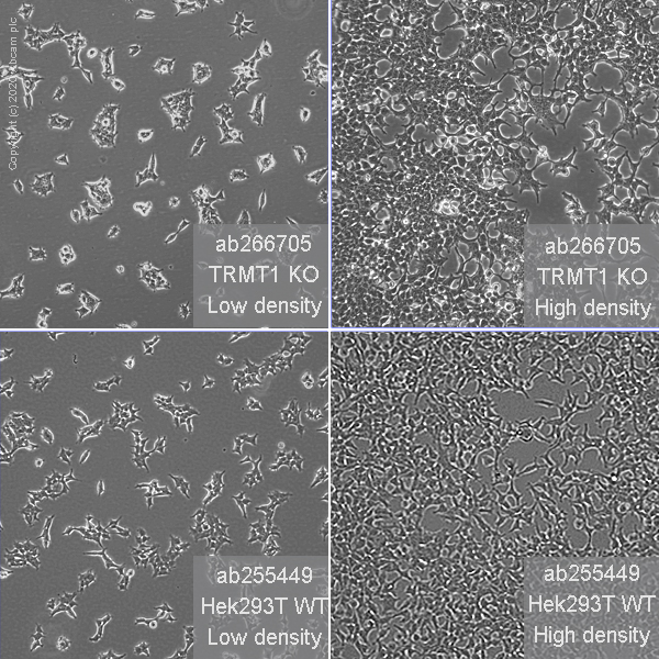 Cell Culture - Human TRMT1 (TRM1) knockout HEK-293T cell line (AB266705), expandable thumbnail