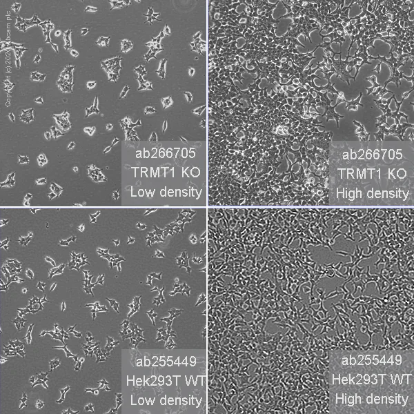 Cell Culture - Human TRMT1 (TRM1) knockout HEK-293T cell line (AB266705)