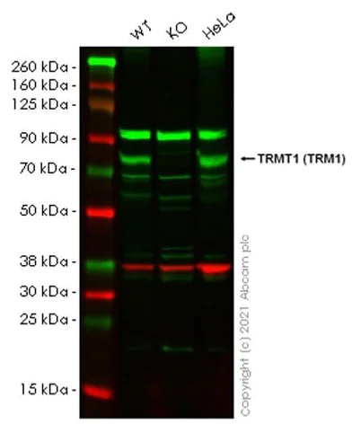 Western blot - Human TRMT1 (TRM1) knockout HEK-293T cell line (AB266705)