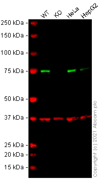 Western blot - Human TRMT1 (TRM1) knockout HEK-293T cell lysate (AB258252), expandable thumbnail