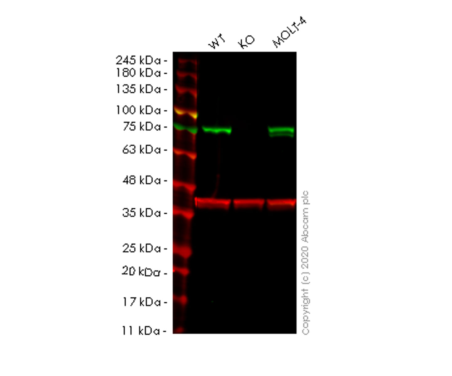 Western blot - Human TRMT2A (HTF9C) knockout HeLa cell line (AB265160)