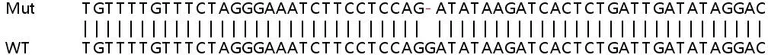 Sanger Sequencing - Human TRPM7 knockout HeLa cell lysate (AB259212)
