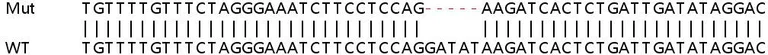 Sanger Sequencing - Human TRPM7 knockout HeLa cell lysate (AB259212)