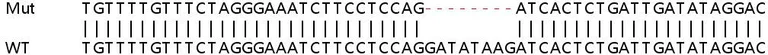 Sanger Sequencing - Human TRPM7 knockout HeLa cell lysate (AB259212)