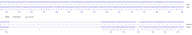 Human TRPM8 knockout A549 cell line