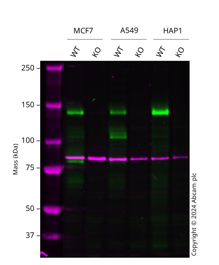 Western blot - Human TSC1 knockout MCF7 cell line (AB286332)