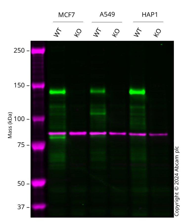 Western blot - Human TSC1 knockout MCF7 cell line (AB286332)