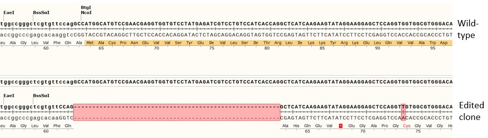 Next Generation Sequencing - Human TSC2 (Tuberin) knockout A549 cell line (AB277867), expandable thumbnail