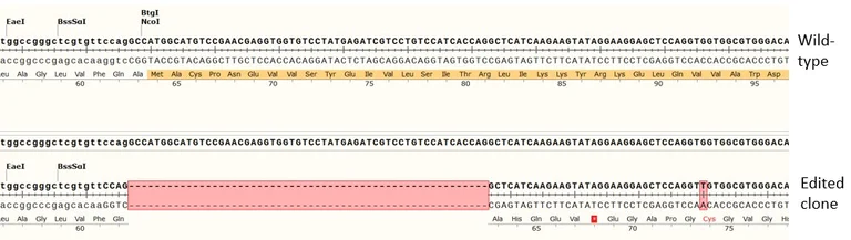 Next Generation Sequencing - Human TSC2 (Tuberin) knockout A549 cell line (AB277867)