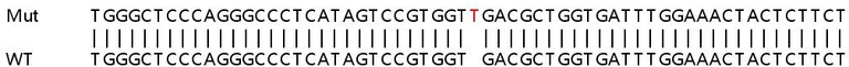 Sanger Sequencing - Human TSC22D4 (TSC22 domain family, member 4) knockout HeLa cell line (AB264698)