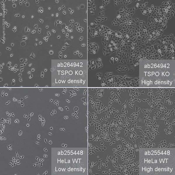 Cell Culture - Human TSPO (PBR) knockout HeLa cell line (AB264942), expandable thumbnail