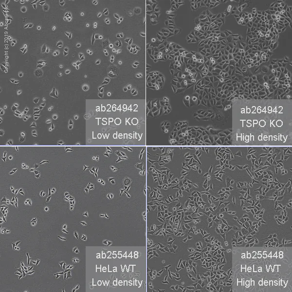 Cell Culture - Human TSPO (PBR) knockout HeLa cell line (AB264942)