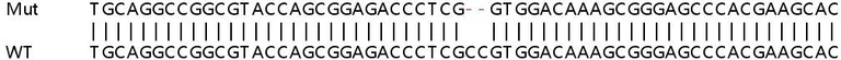 Sanger Sequencing - Human TSPO (PBR) knockout HeLa cell lysate (AB257066)
