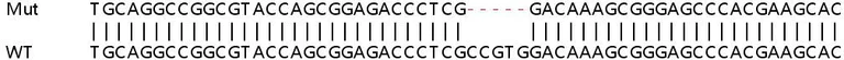 Sanger Sequencing - Human TSPO (PBR) knockout HeLa cell lysate (AB257066)